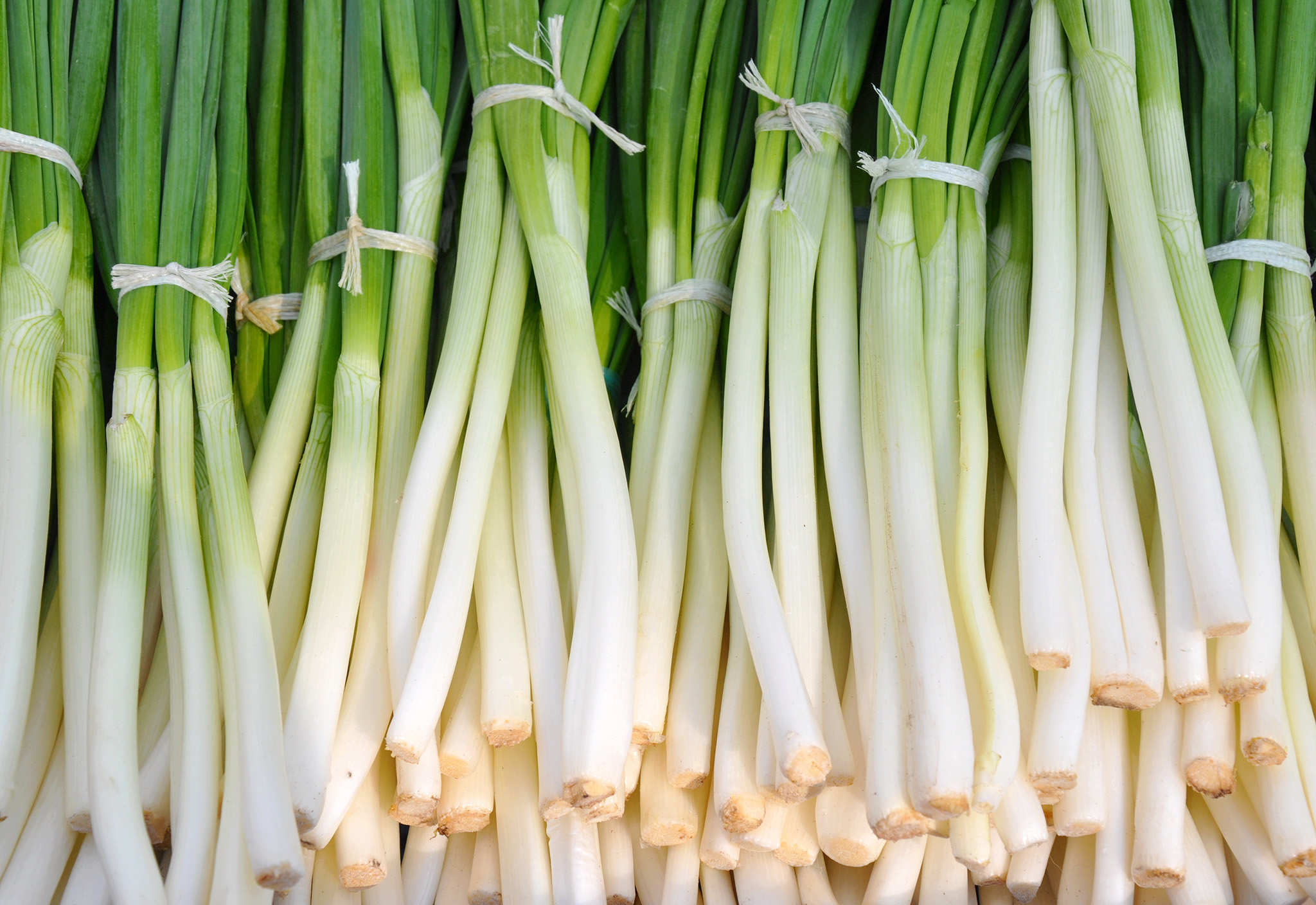 A row of green leeks tied at the top.